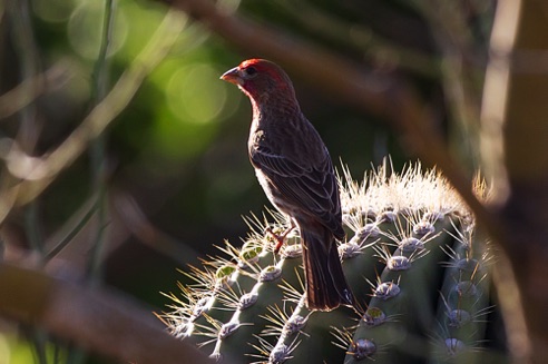 Common Finch 2
Verde River, Rio Verde. AZ. Common Finch 2
Verde River, Rio Verde. AZ.